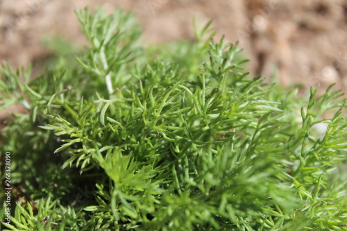 closeup of green grass