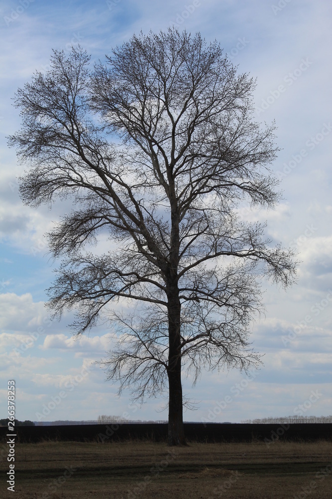 Fototapeta premium bare tree