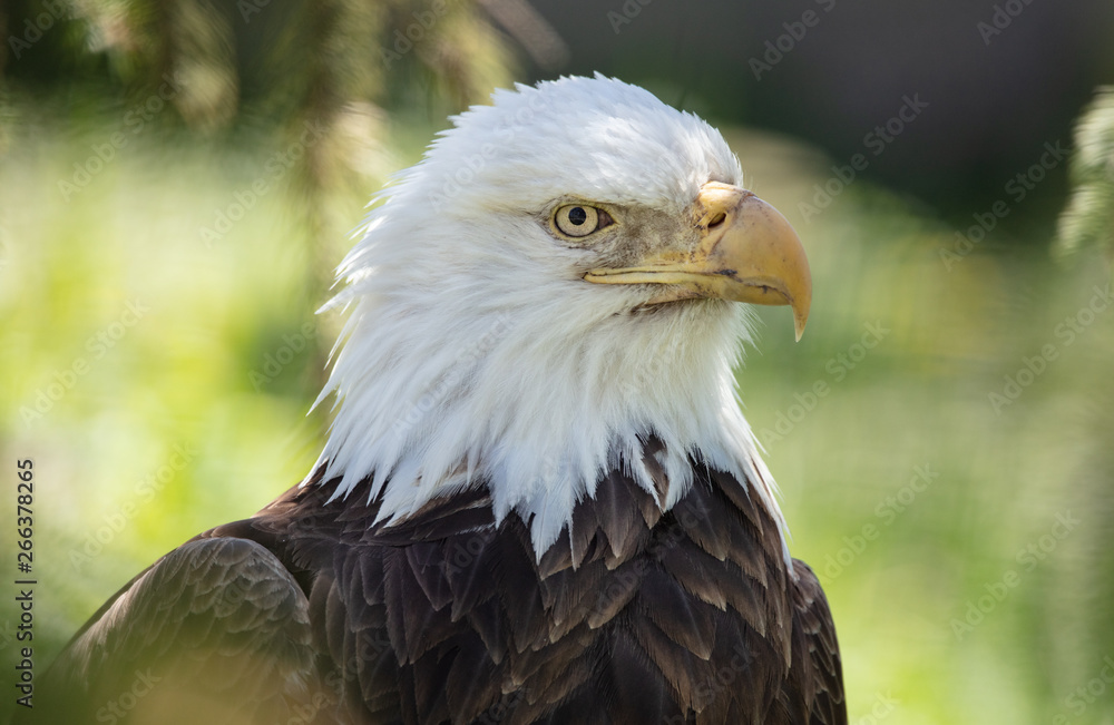 American Bald Eagle gets a side profile close up American Bald Eagle gets a side profile close up