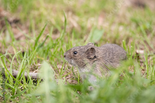 The striped field mouse