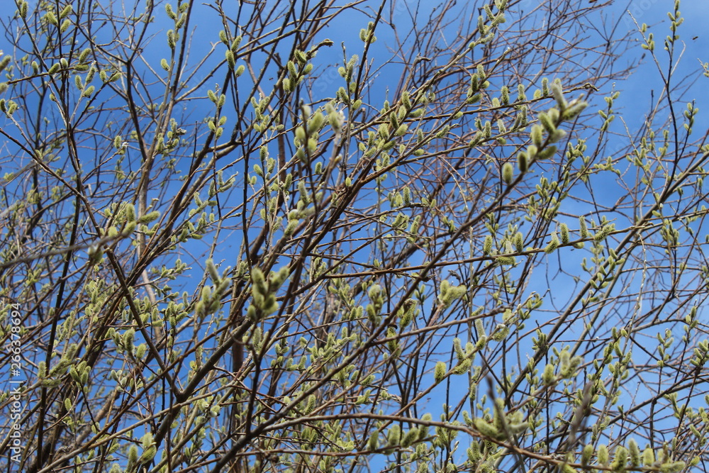 branches of a tree against blue sky branches of a tree against blue sky