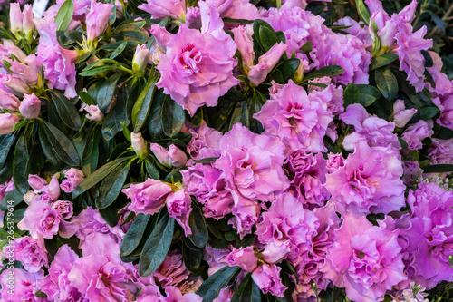 Purpur blühender Rhododendron