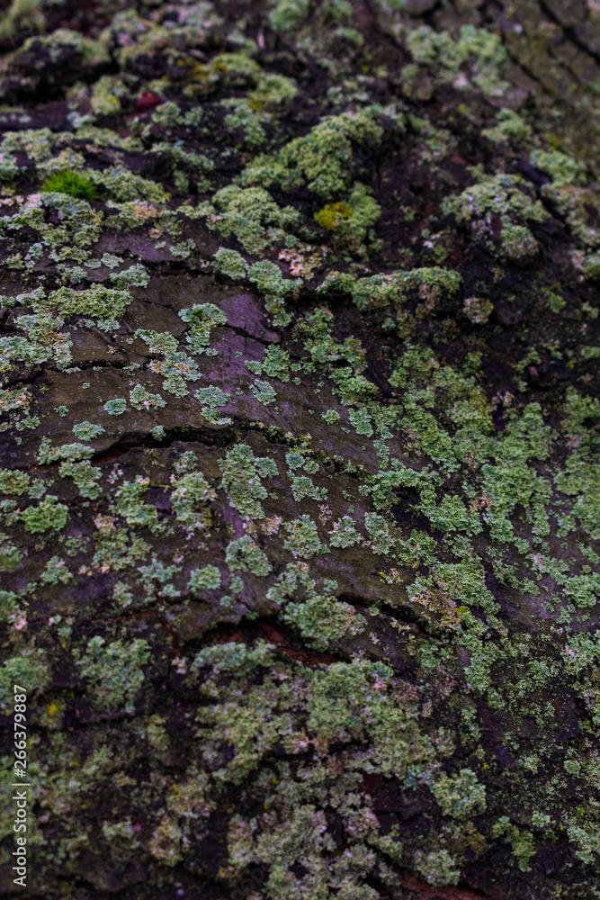 Tree bark covered with green lichens on it