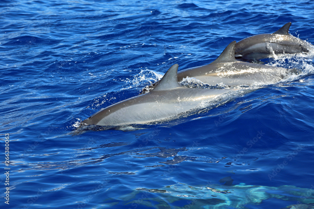 Fototapeta premium Three wild dolphins, Hawaii