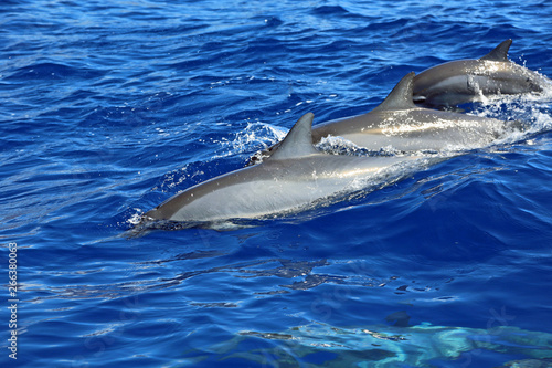 Three wild dolphins, Hawaii