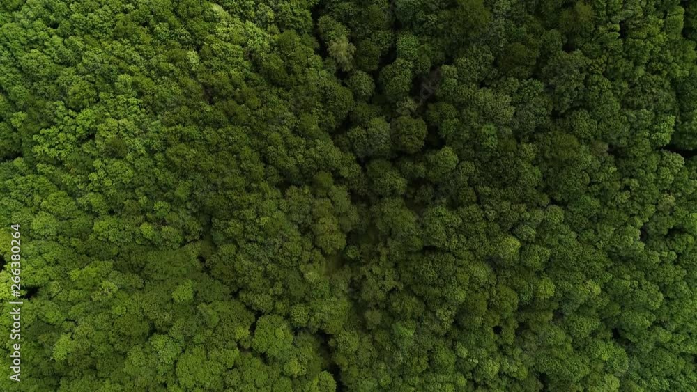 Forest drone shot top down tree tops green Forest drone shot top down tree tops green
