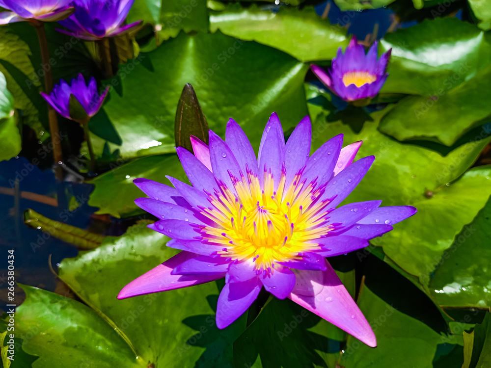 The beauty of the purple lotus that is blooming in the river. The beauty of the purple lotus that is blooming in the river.