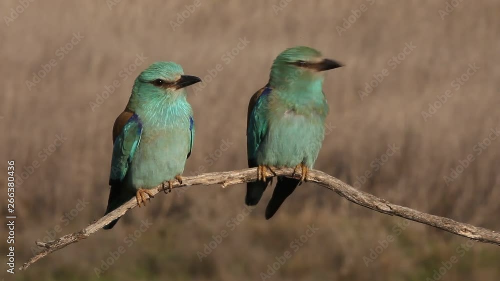 Coracias garrulus. European roller Coracias garrulus. European roller