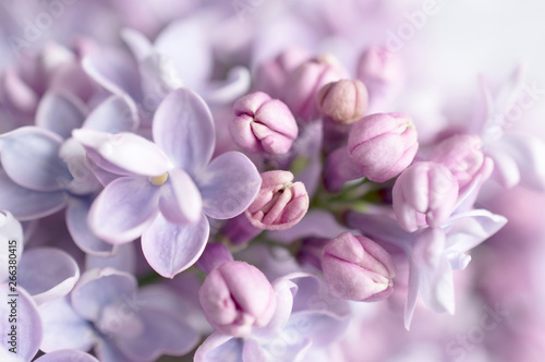 Fantasy lilacs flowers close-up on blurred background with soft focus effect. For this photo applied blurring.