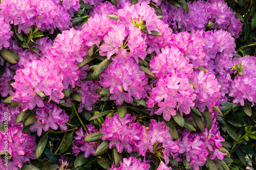 Purpur blühender Rhododendron