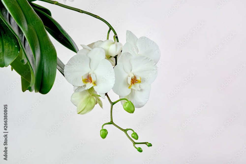 Obraz premium White orchid