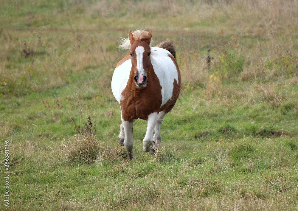The big-bellied skewbald mare rushes on a meadow The big-bellied skewbald mare rushes on a meadow