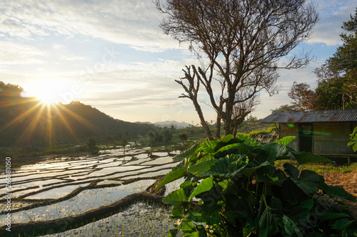 Beautiful views of rice fields in the village with mountains, trees and shack houses at Moni Village, Flores, when the sun rises in golden orange