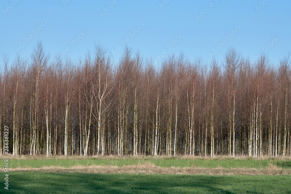 Young birch trees Young birch trees