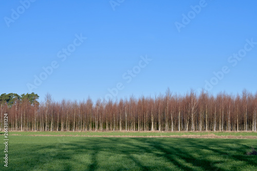 Young birch trees