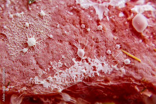 bacterial cololny with mold cells on red background
