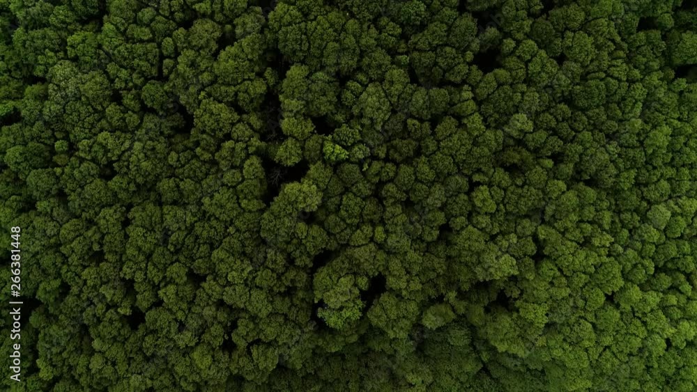 Forest drone shot top down camera moving flying forward tree tops green 2 of 2  continued