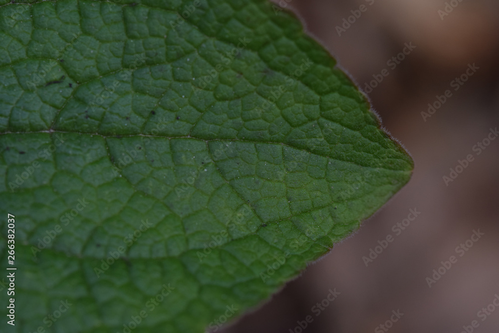 Macro image of a foxglove leaf Macro image of a foxglove leaf