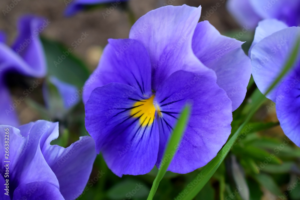 Violet pansies are blooming on the flower bed Violet pansies are blooming on the flower bed