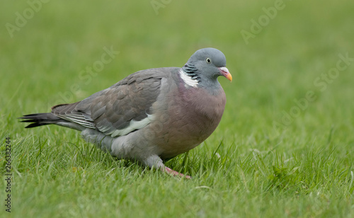 Wood Pigeon