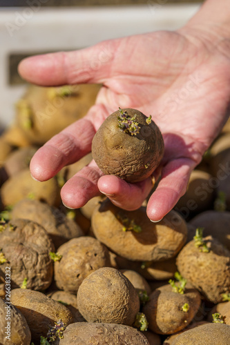 potato tubers with sprouts before planting, one tuber in the palm