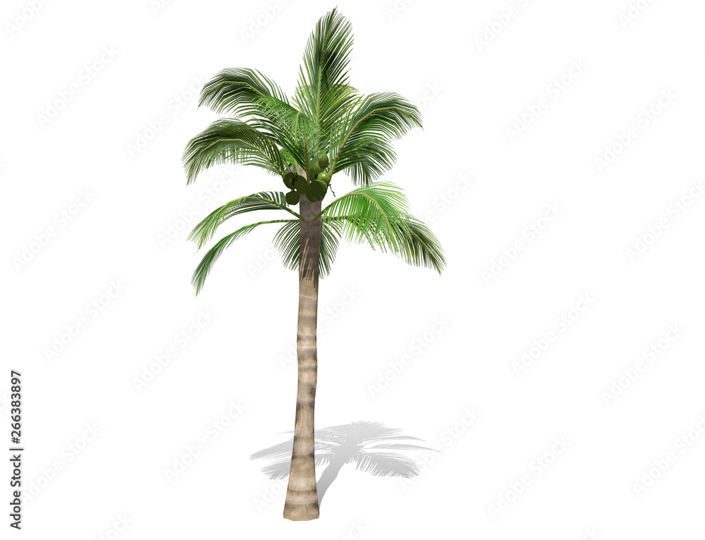 Obraz premium 3D rendering - A tall coconut tree isolated over a white background use for natural poster or wallpaper design, 3D illustration Design.