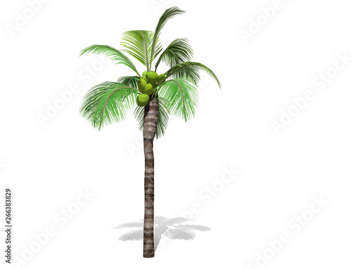 3D rendering - A tall coconut tree  isolated over a white background use for natural poster or  wallpaper design  3D illustration Design.