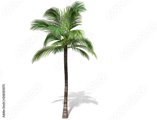 3D rendering - A tall coconut tree  isolated over a white background use for natural poster or  wallpaper design, 3D illustration Design.