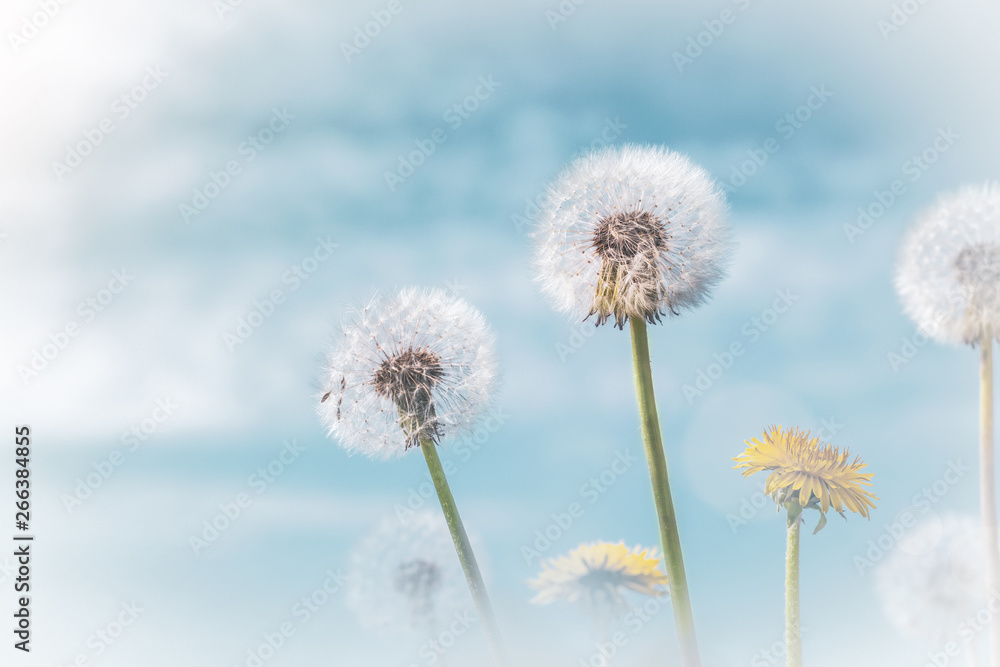 A group of dandelions on an abstract soft background