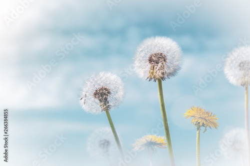 A group of dandelions on an abstract soft background