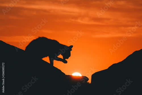 Fototapeta Naklejka Na Ścianę i Meble -  cat licking herself during the sunset.