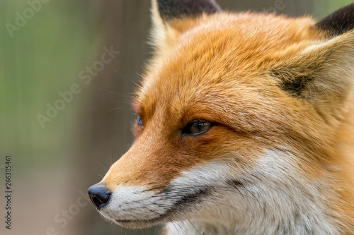  portrait of a wild animal red fox