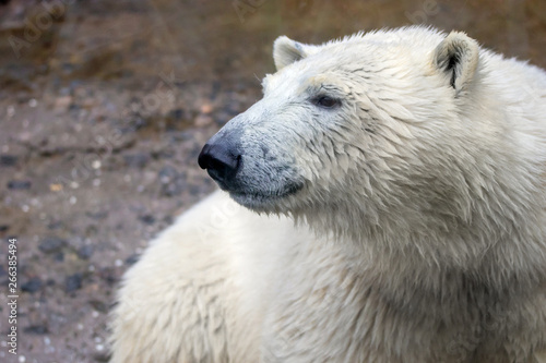  muzzle of a wild animal polar bear