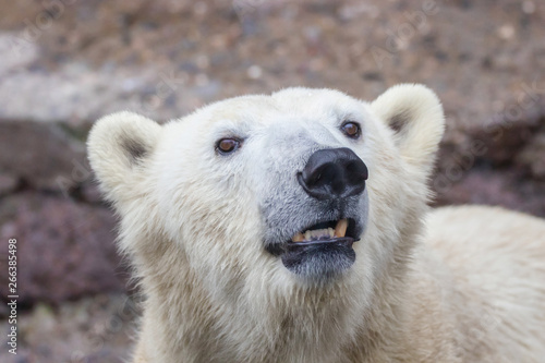  muzzle of a wild animal polar bear