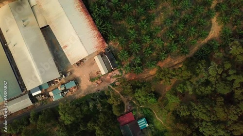 Palm oil plantation aerial view, Bakri, Malaysia photo