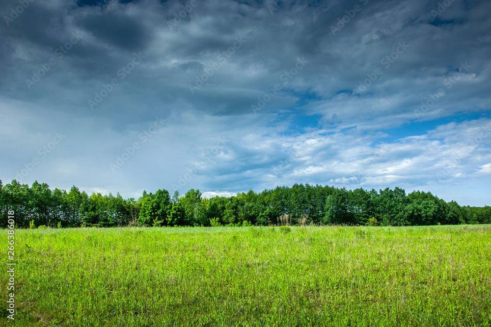 Fototapeta premium Green field, trees and clouds in the sky