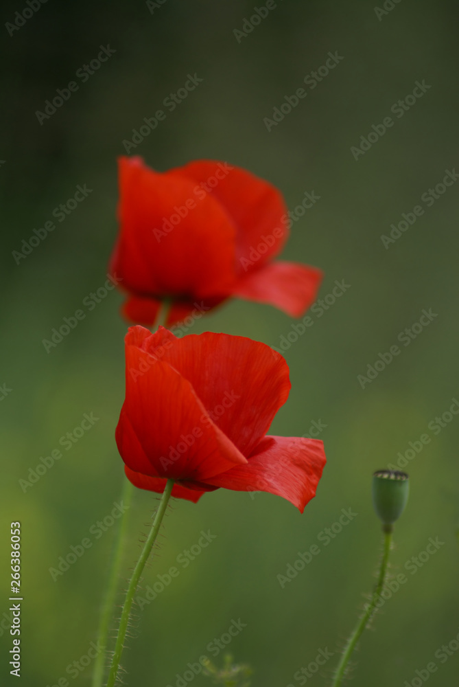 Naklejka premium kwiaty kwitnącego maku, papaver