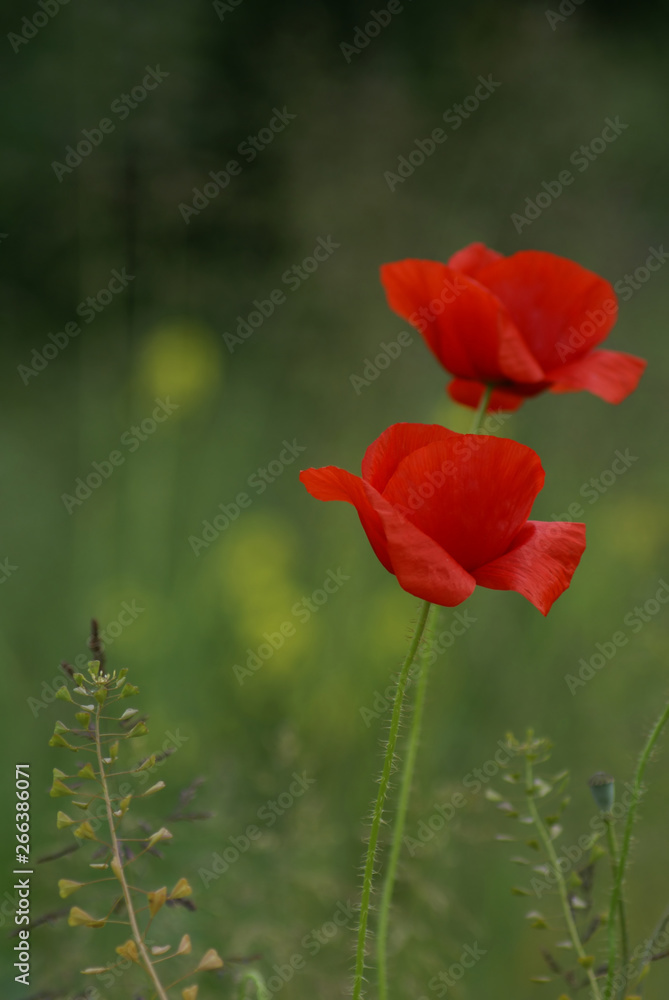 Fototapeta premium kwiaty kwitnącego maku, papaver