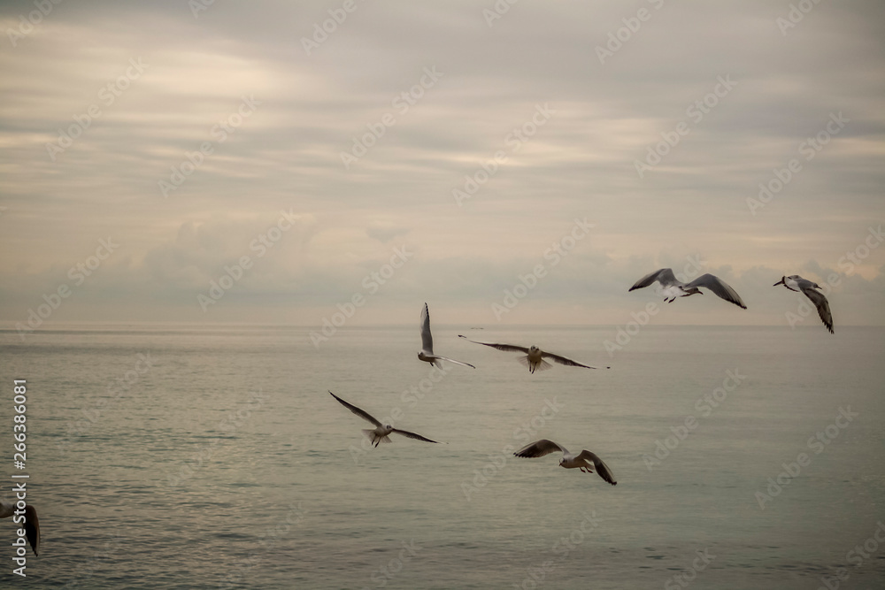 Seagulls flying in a cloudy day of winter