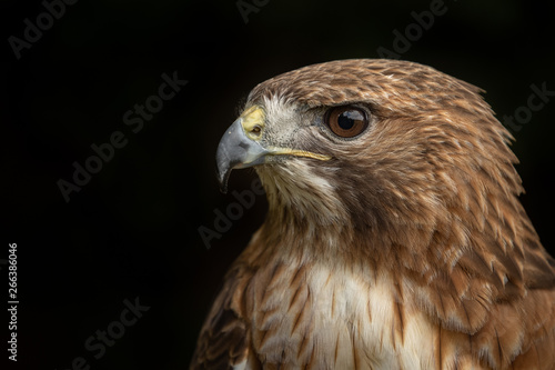 Portrait of a Red Tailed Hawk with a black background.