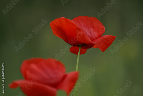 flowers of the blossoming poppy, papaver