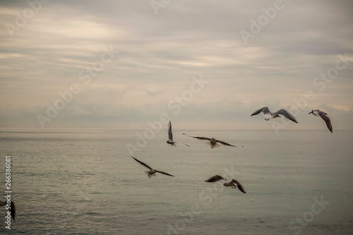 Seagulls flying in a cloudy day of winter © Sergio Pazzano