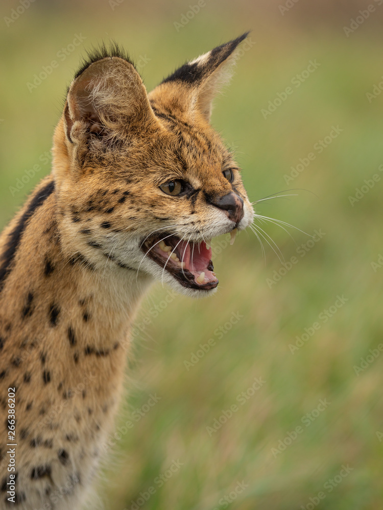 Obraz premium Serval hissing showing teeth with green grass blurred background. 