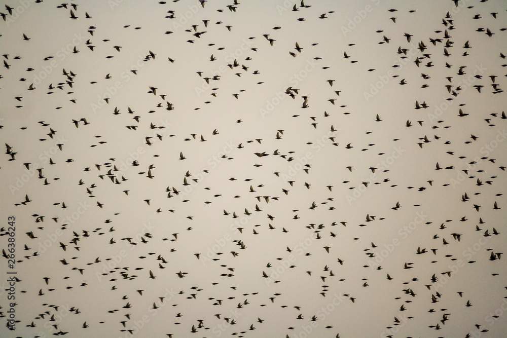 Birds flying in a cloudy day of winter Birds flying in a cloudy day of winter
