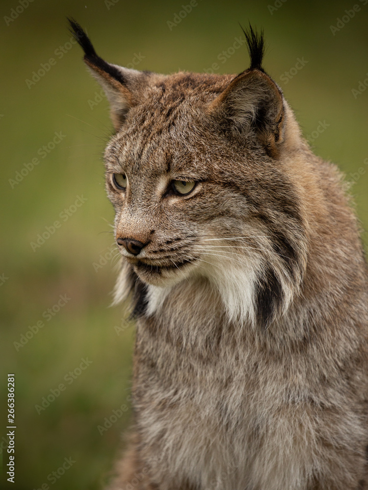 Canadian Lynx headshot with green blurred background. Canadian Lynx headshot with green blurred background.