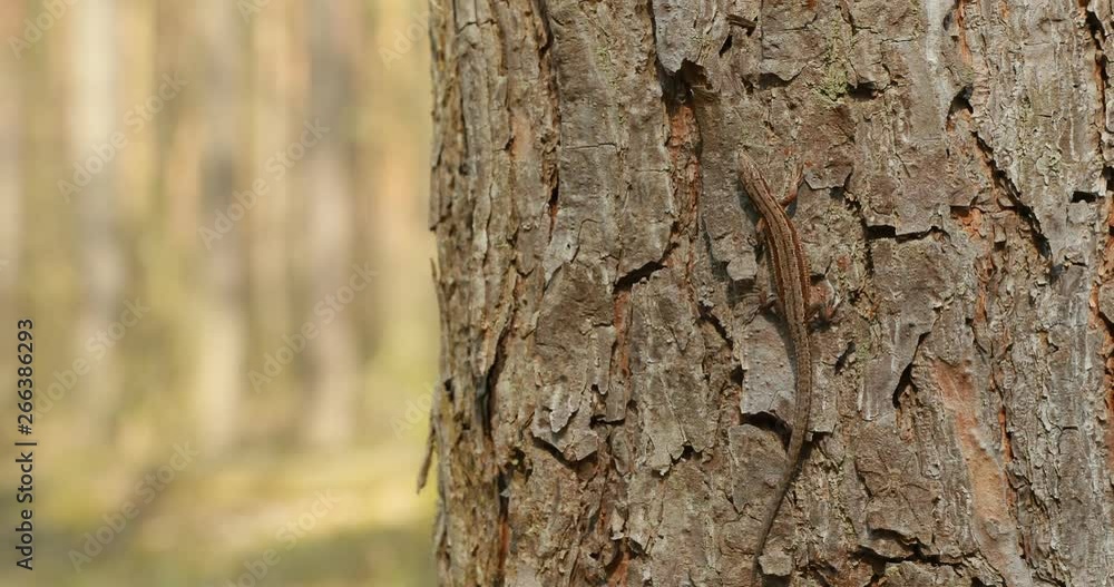 Viviparous Lizard Or Common Lizard Sitting Running On Tree Trunk In Forest Viviparous Lizard Or Common Lizard Sitting Running On Tree Trunk In Forest