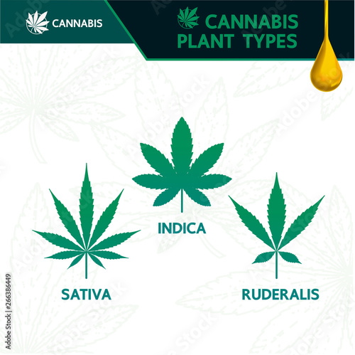 Cannabis plant type vector illustration.