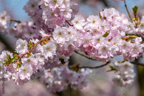 Honey bees ( Apis) collecting nectar pollen from white pink cherry blossom in early spring