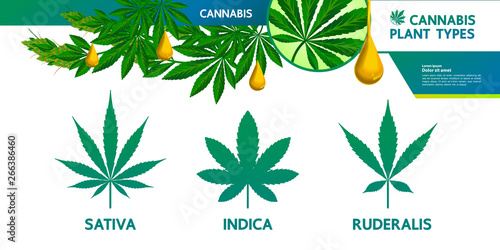 Cannabis plant type vector illustration.