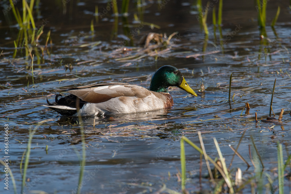 Fototapeta premium Mallard duck in a pond at the Djurgården island in Stockholm